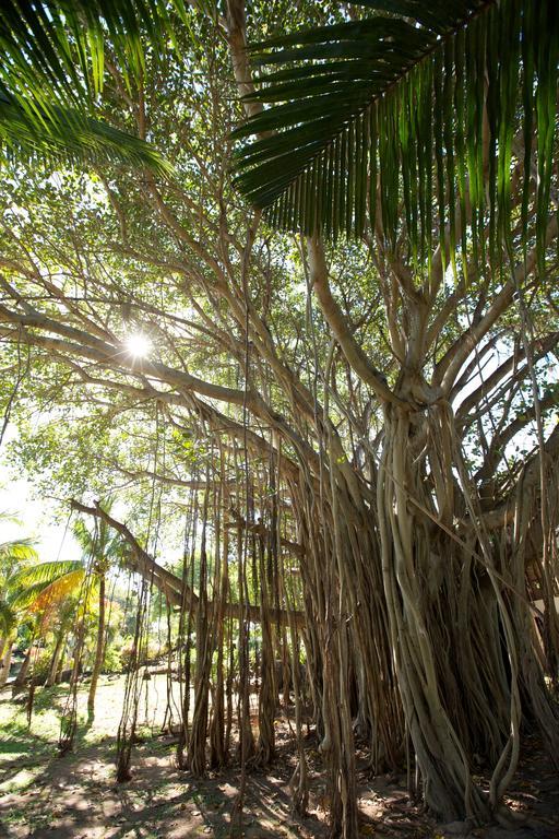 فندق لوكس* جراند جوبي غراند غايوب المظهر الخارجي الصورة Banyan tree